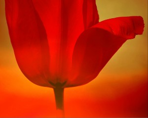 Red Tulip 